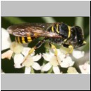 Ectemnius lituratus - Grabwespe w12d 12mm.jpg